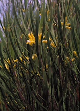 APII jpeg image of Persoonia saundersiana  © contact APII