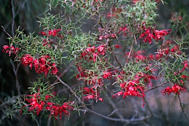 APII jpeg image of Grevillea dielsiana  © contact APII