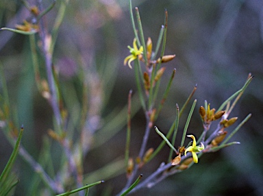 APII jpeg image of Persoonia angustiflora  © contact APII