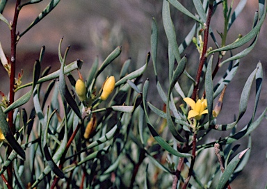 APII jpeg image of Persoonia quinquenervis  © contact APII