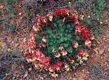 APII jpeg image of Lechenaultia macrantha  © contact APII