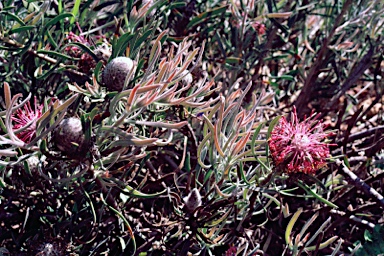 APII jpeg image of Isopogon linearis  © contact APII