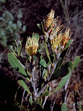 APII jpeg image of Hakea eneabba  © contact APII