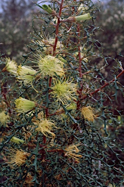 APII jpeg image of Banksia hewardiana  © contact APII