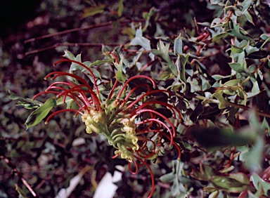 APII jpeg image of Grevillea maccutcheonii  © contact APII