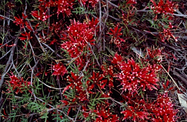 APII jpeg image of Grevillea huegelii  © contact APII