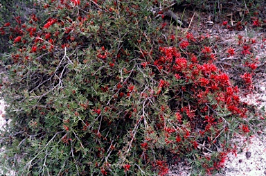 APII jpeg image of Grevillea huegelii  © contact APII