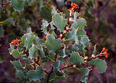 APII jpeg image of Hakea undulata  © contact APII