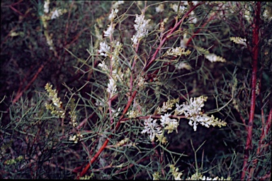 APII jpeg image of Grevillea elongata  © contact APII