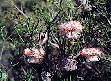 APII jpeg image of Isopogon teretifolius  © contact APII