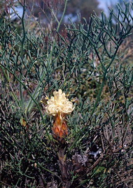 APII jpeg image of Petrophile circinata  © contact APII