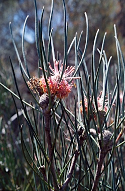 APII jpeg image of Isopogon scabriusculus subsp. stenophyllus  © contact APII