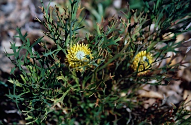 APII jpeg image of Isopogon petiolaris  © contact APII