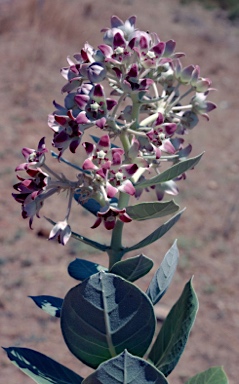 APII jpeg image of Calotropis procera  © contact APII