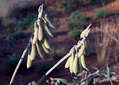 APII jpeg image of Crotalaria cunninghamii  © contact APII