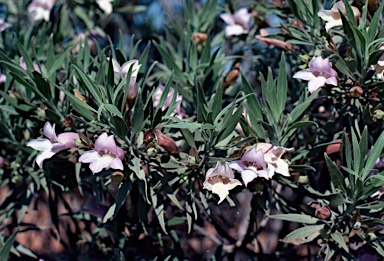 APII jpeg image of Eremophila freelingii  © contact APII