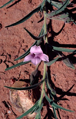 APII jpeg image of Eremophila goodwinii subsp. ecapitata  © contact APII