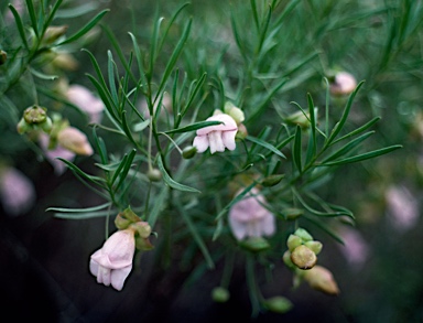 APII jpeg image of Eremophila linsmithii  © contact APII