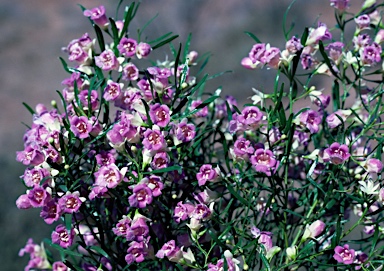 APII jpeg image of Eremophila sturtii  © contact APII