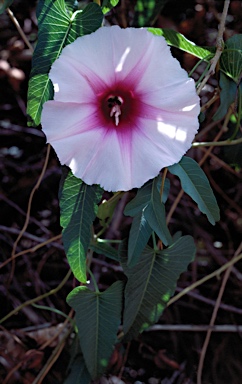 APII jpeg image of Ipomoea calobra  © contact APII