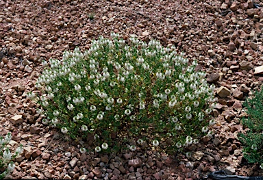 APII jpeg image of Lepidium strongylophyllum  © contact APII