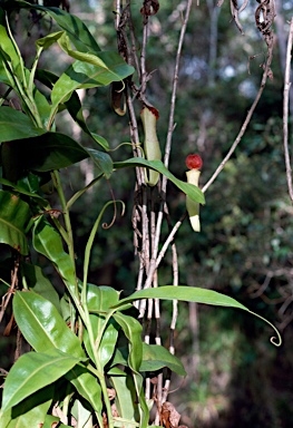 APII jpeg image of Nepenthes mirabilis  © contact APII