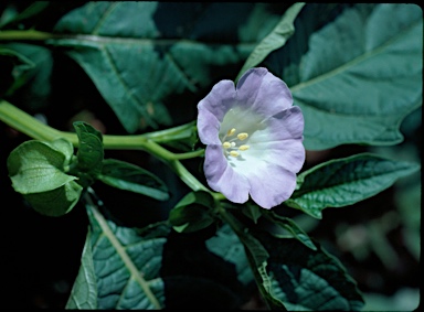 APII jpeg image of Nicandra physalodes  © contact APII