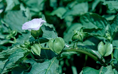 APII jpeg image of Nicandra physalodes  © contact APII