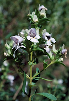 APII jpeg image of Prostanthera striatiflora  © contact APII