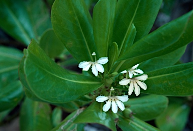 APII jpeg image of Scaevola taccada  © contact APII