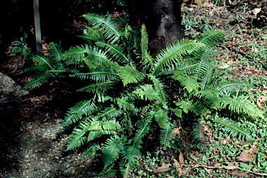 APII jpeg image of Blechnum nudum  © contact APII