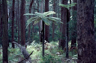 APII jpeg image of Cyathea australis  © contact APII