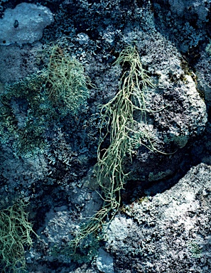 APII jpeg image of Usnea undulata  © contact APII