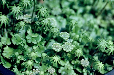 APII jpeg image of Marchantia polymorpha  © contact APII