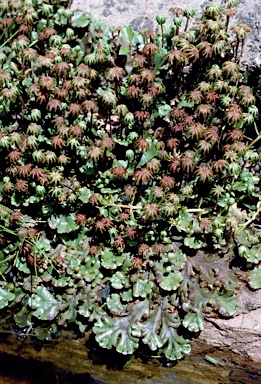 APII jpeg image of Marchantia polymorpha  © contact APII