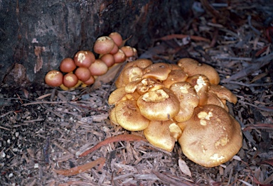 APII jpeg image of Gymnopilus junonius  © contact APII