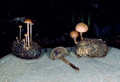 APII jpeg image of Stropharia  © contact APII