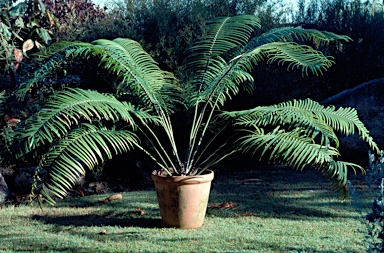 APII jpeg image of Lepidozamia peroffskyana  © contact APII