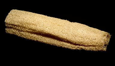 APII jpeg image of Luffa aegyptiaca  © contact APII