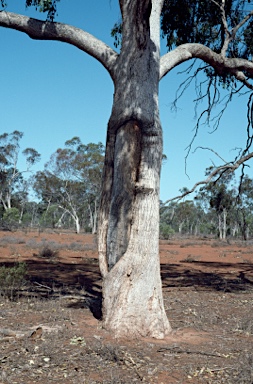 APII jpeg image of Eucalyptus populnea  © contact APII