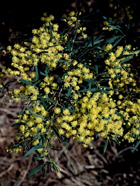 APII jpeg image of Acacia fimbriata  © contact APII