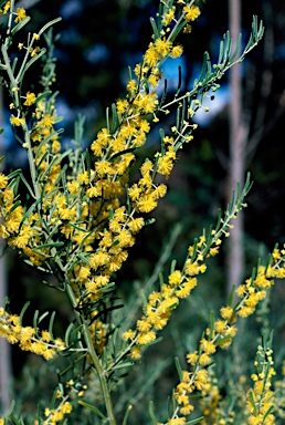 APII jpeg image of Acacia flexifolia  © contact APII