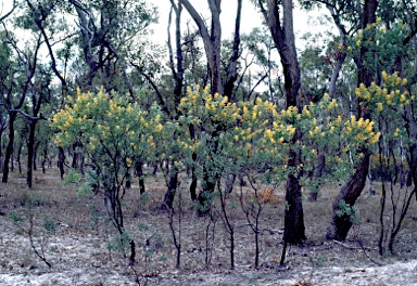 APII jpeg image of Acacia jucunda  © contact APII