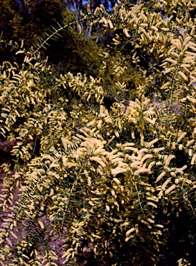 APII jpeg image of Acacia oxycedrus  © contact APII