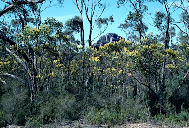 APII jpeg image of Acacia pycnantha  © contact APII