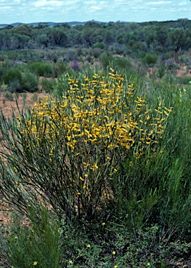 APII jpeg image of Acacia stereophylla var. stereophylla  © contact APII