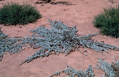 APII jpeg image of Eremophila glabra  © contact APII