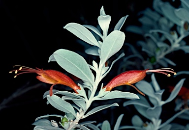 APII jpeg image of Eremophila glabra  © contact APII