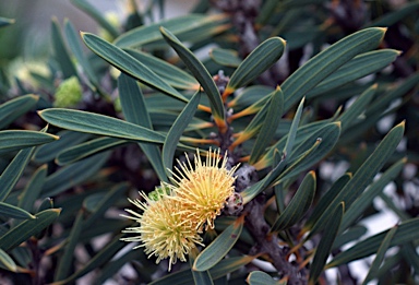 APII jpeg image of Hakea cinerea  © contact APII