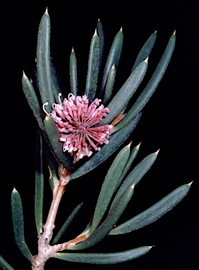 APII jpeg image of Hakea clavata  © contact APII